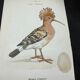 Planche naturaliste ancienne oiseaux gravure double face ouvrage 1908 G. Denise