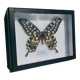 Papillon Antenor de Madagascar