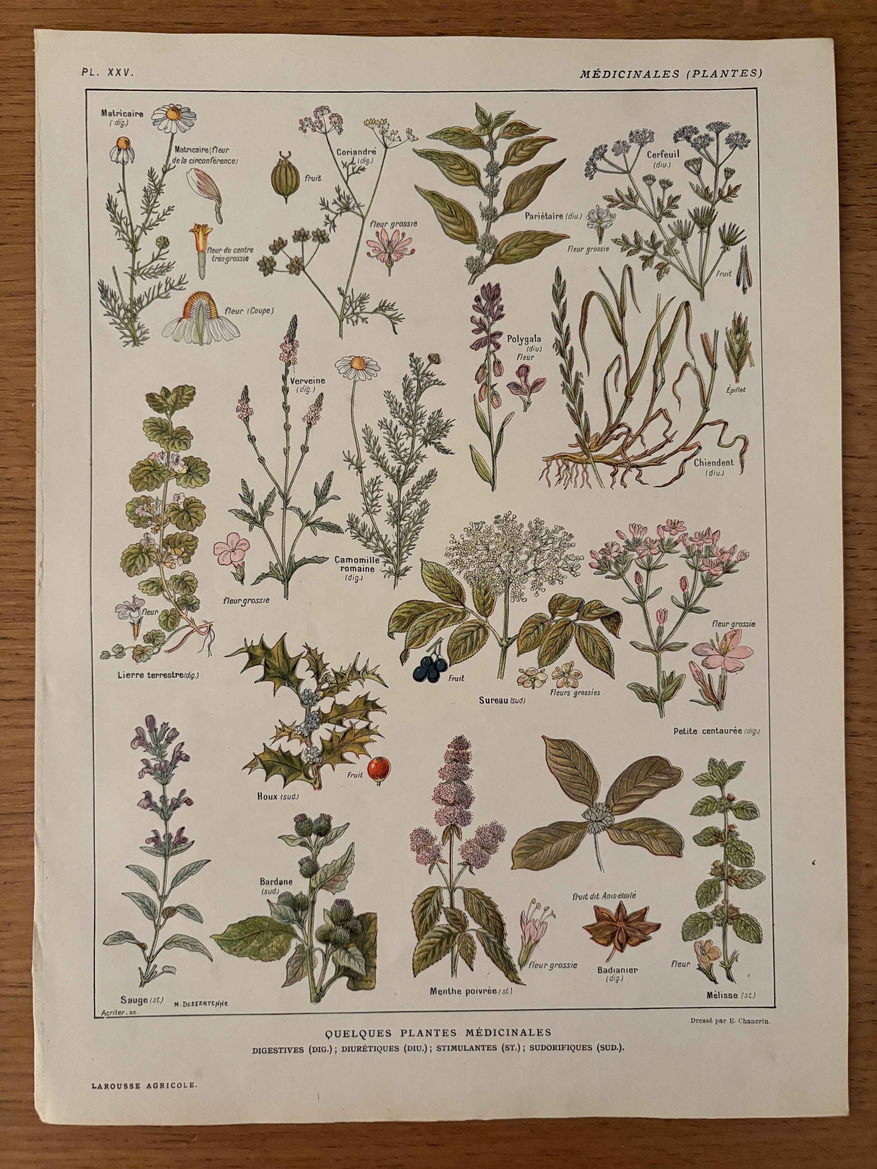 Illustrated plate on medicinal plants (XXV) - 1920