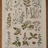 Planche illustrée sur les plantes médicinales (XXV) - 1920