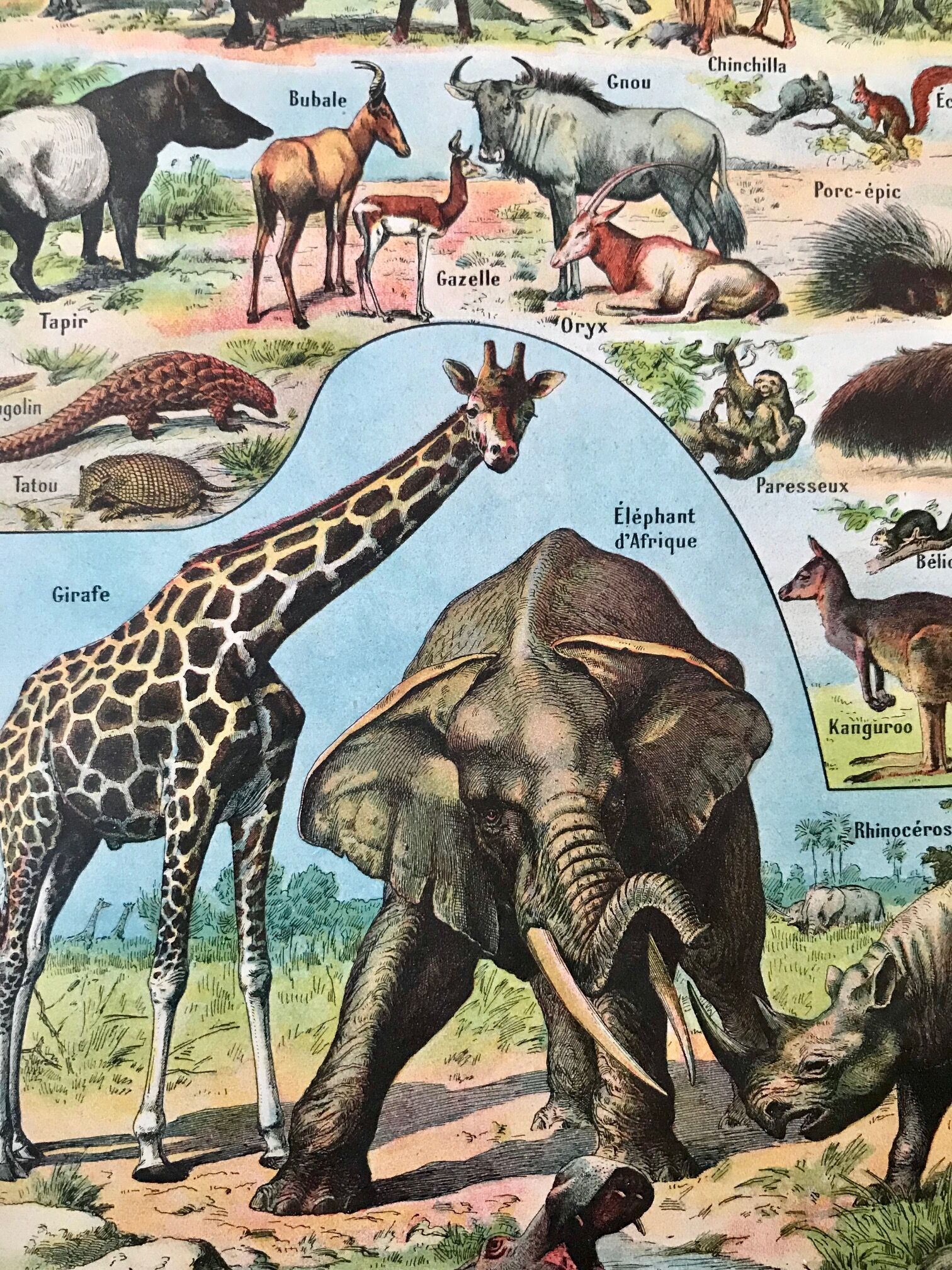 Ancient animal board 1922