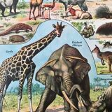 Ancient animal board 1922