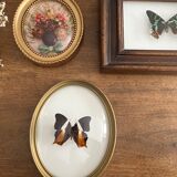 Butterfly frame naturalized curved glass