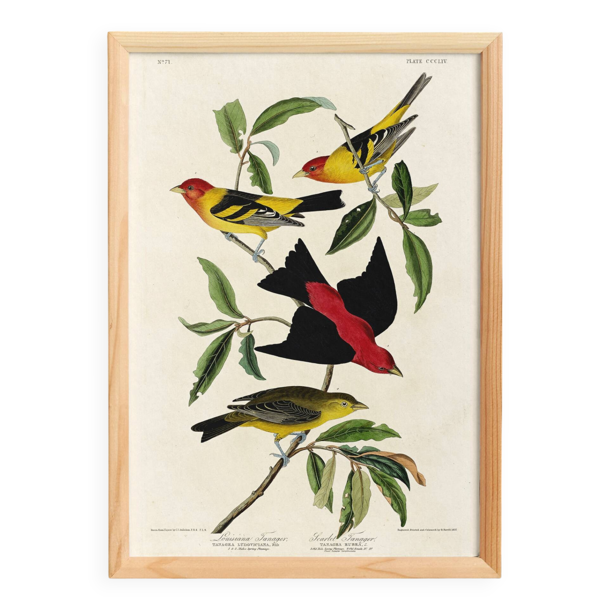Poster about the Scarlet Tanager, based on an old engraving from 1827.