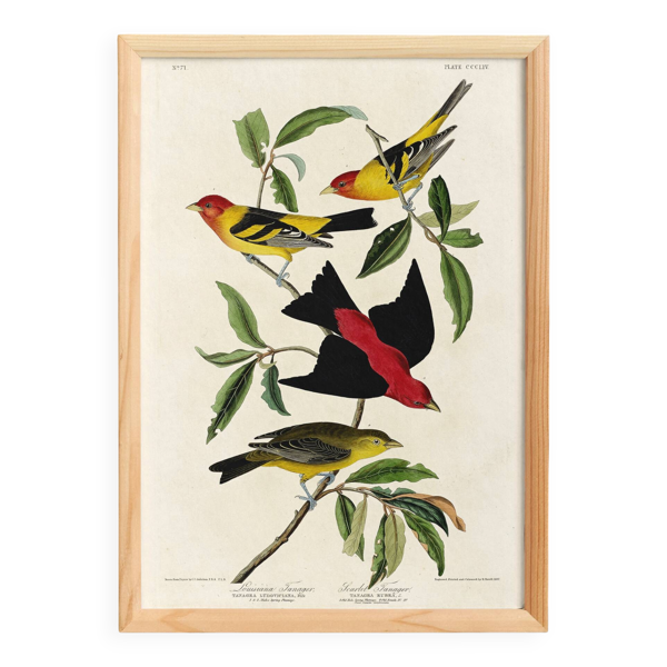 Affiche sur le Tangara écarlate, d’après une gravure ancienne de 1827.