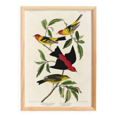 Poster about the Scarlet Tanager, based on an old engraving from 1827.