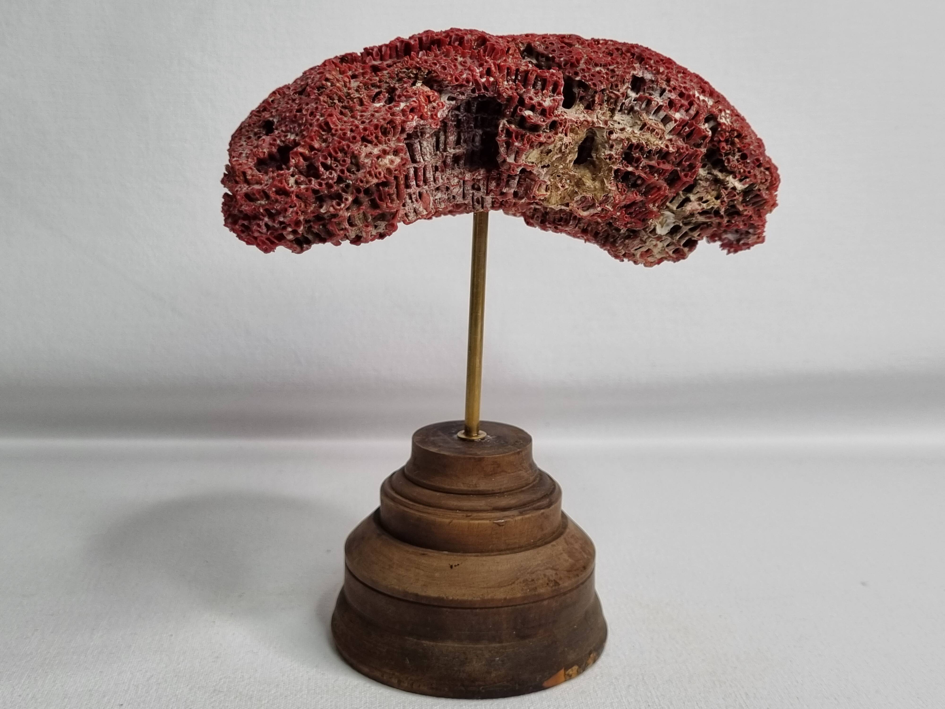 Antique Tubipora musica ornamental coral on wooden base, 16 cm