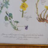 Botanical board Tisane inflamed throat , 1982 C Michaut