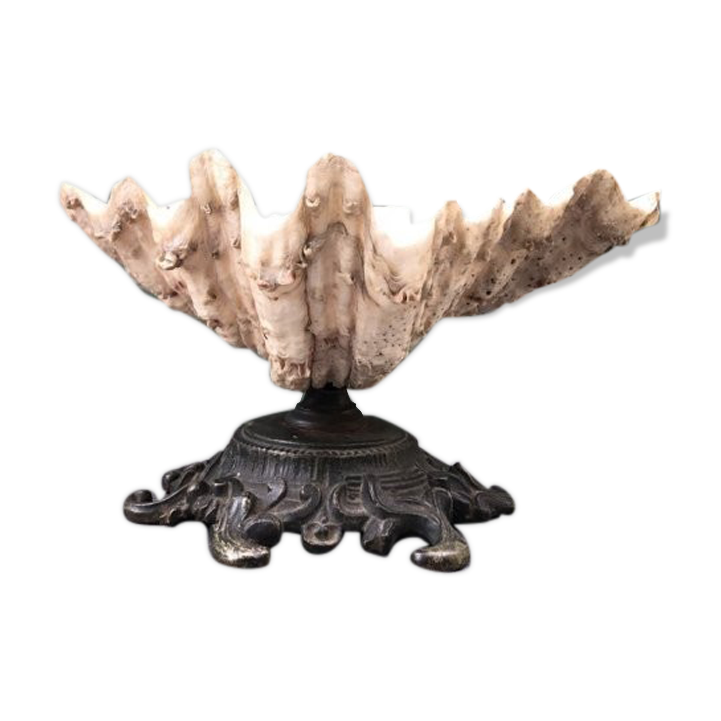 Empty pocket shell shell old