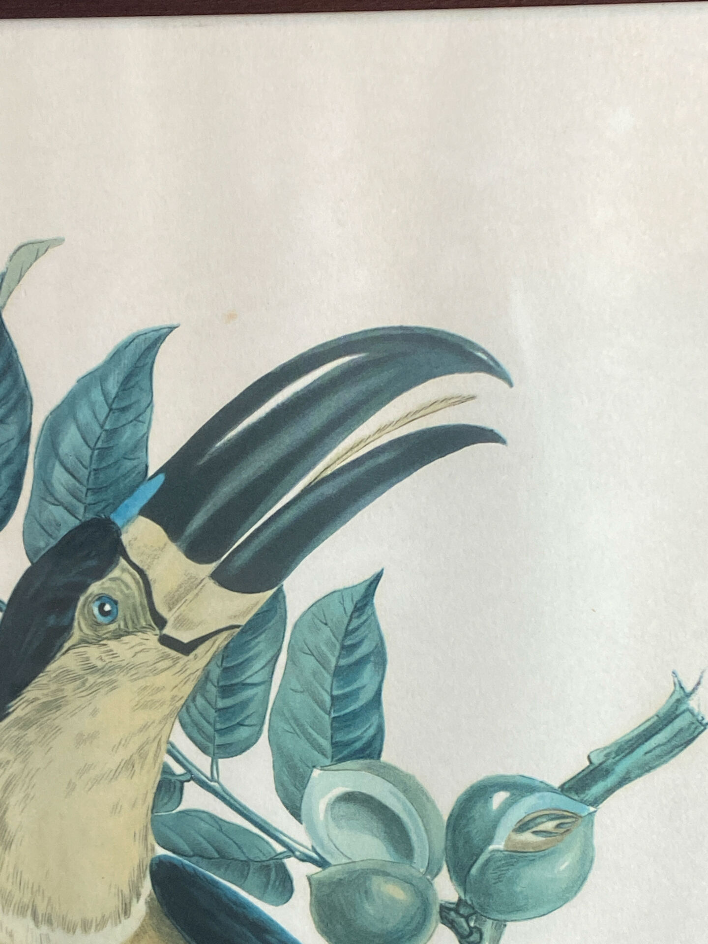 Gravure, Toucan Ariel, Descourtilz