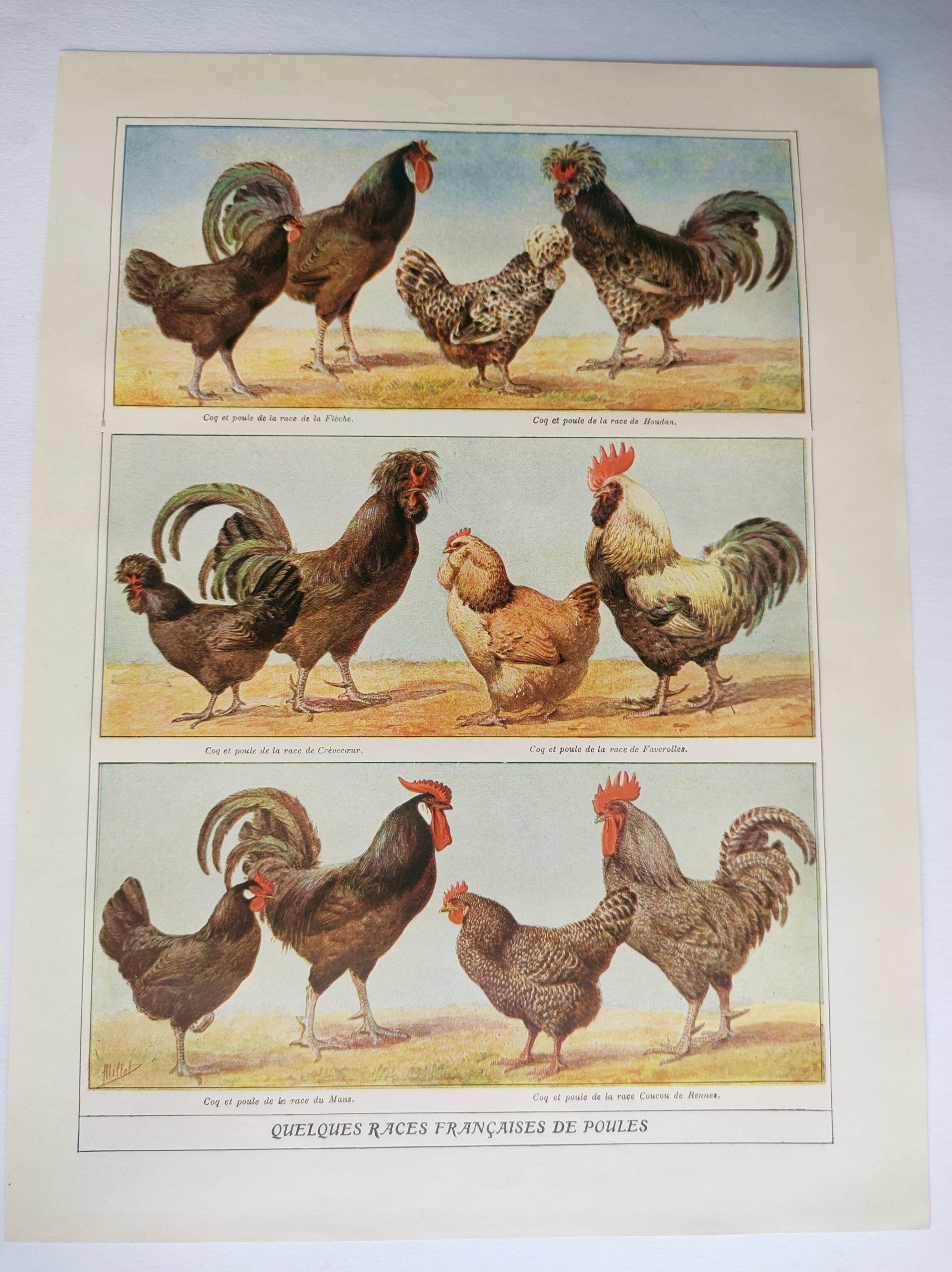 Antique engraving from 1920 - Hens and roosters 1 - Original plate by A. Millot