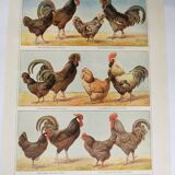Gravure ancienne de 1920 -Poules et coqs 1- Planche originale par A. Millot