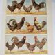 Antique engraving from 1920 - Hens and roosters 1 - Original plate by A. Millot