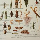 Old engraving 1922, Wheat 2, varieties of wheat, cereals, bread • Lithograph, Original plate