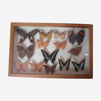 Naturalized butterflies, 1960/70 collection