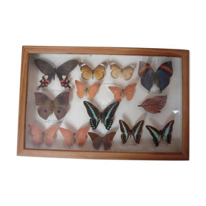 Papillons naturalisés, collection