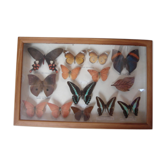 Papillons naturalisés, collection de 1960/70