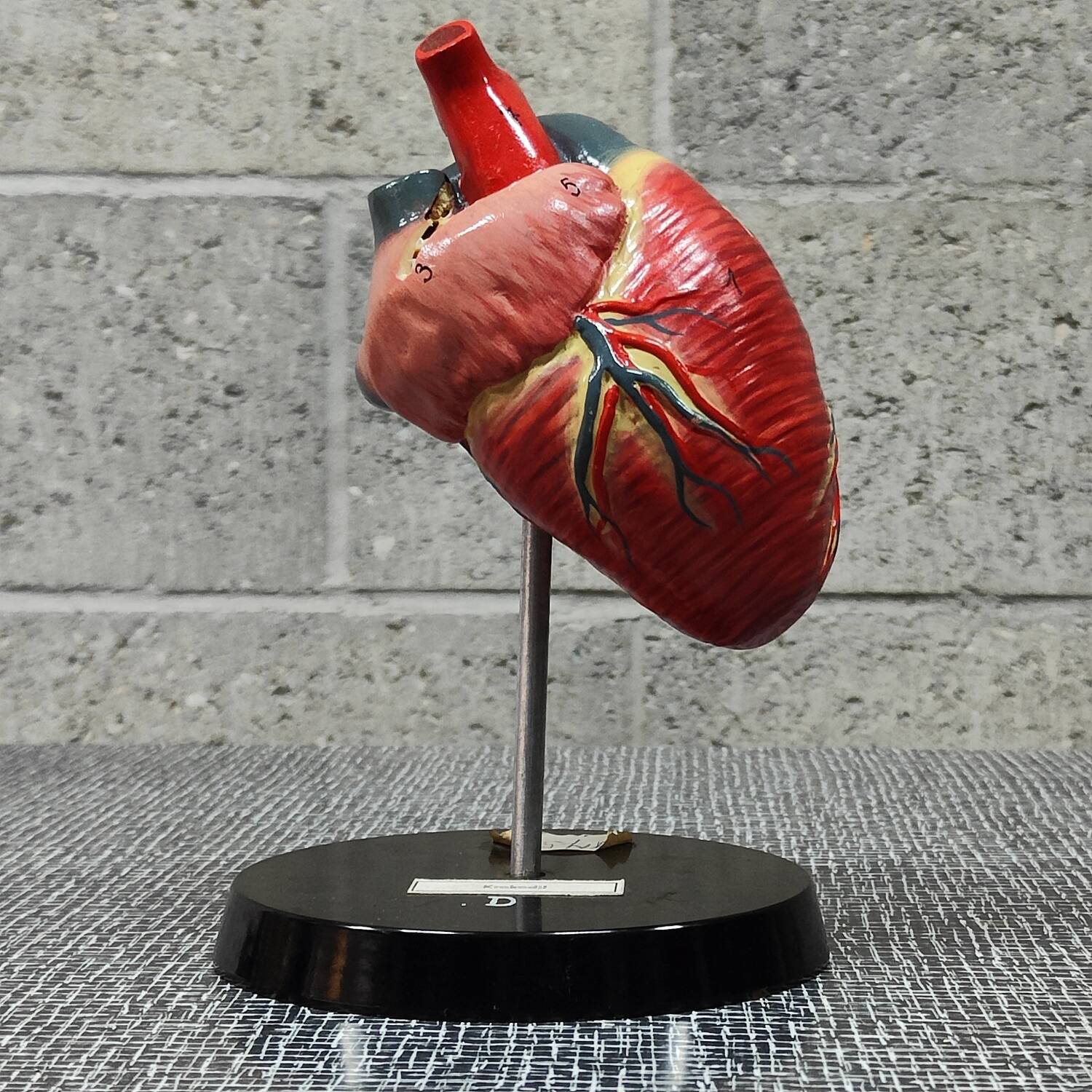 Curiosity Anatomy crocodile heart resin Czech Republic 1970