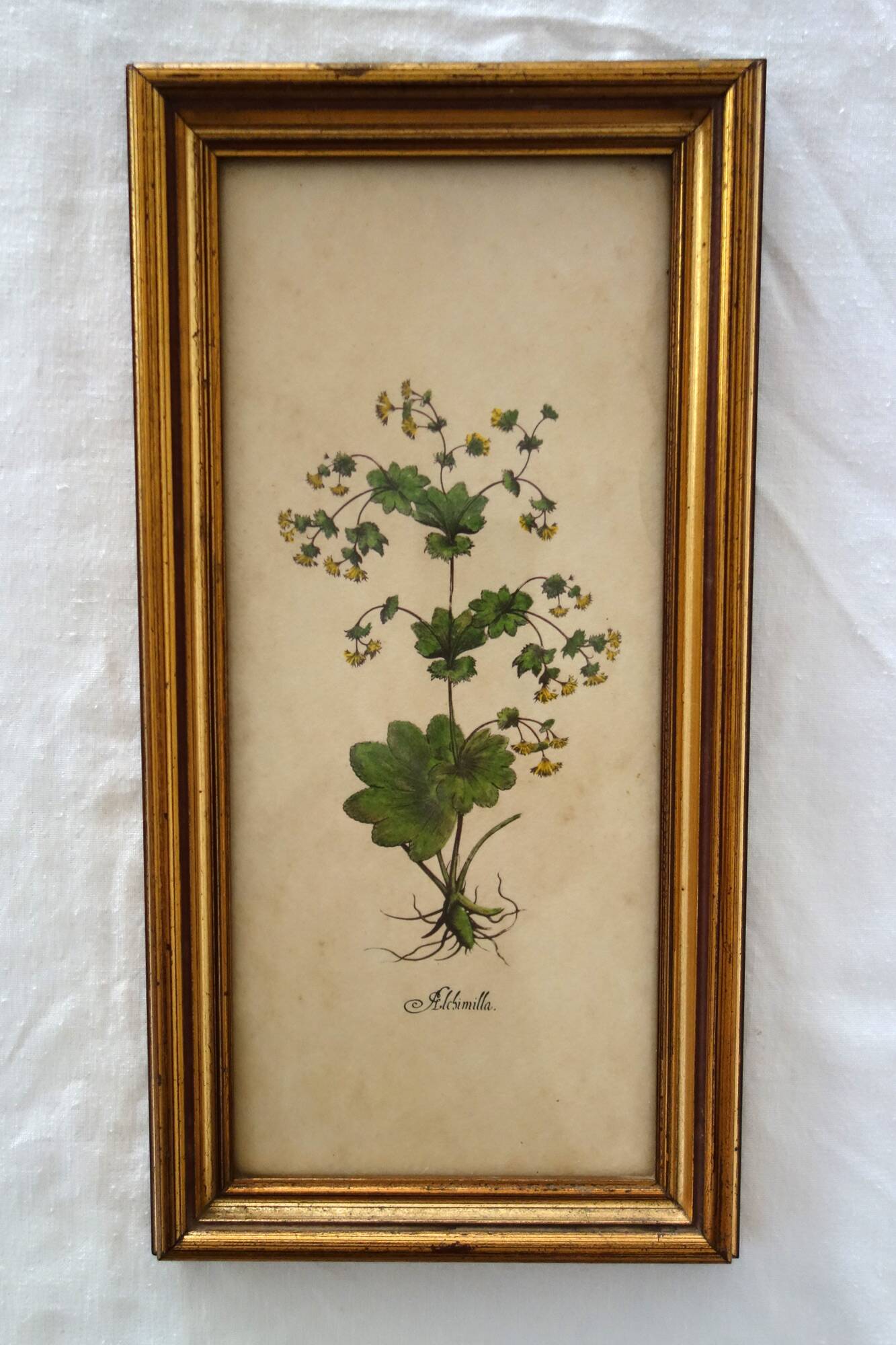 Set of 4 vintage plant botanical lithograph paintings