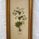Set of 4 vintage plant botanical lithograph paintings