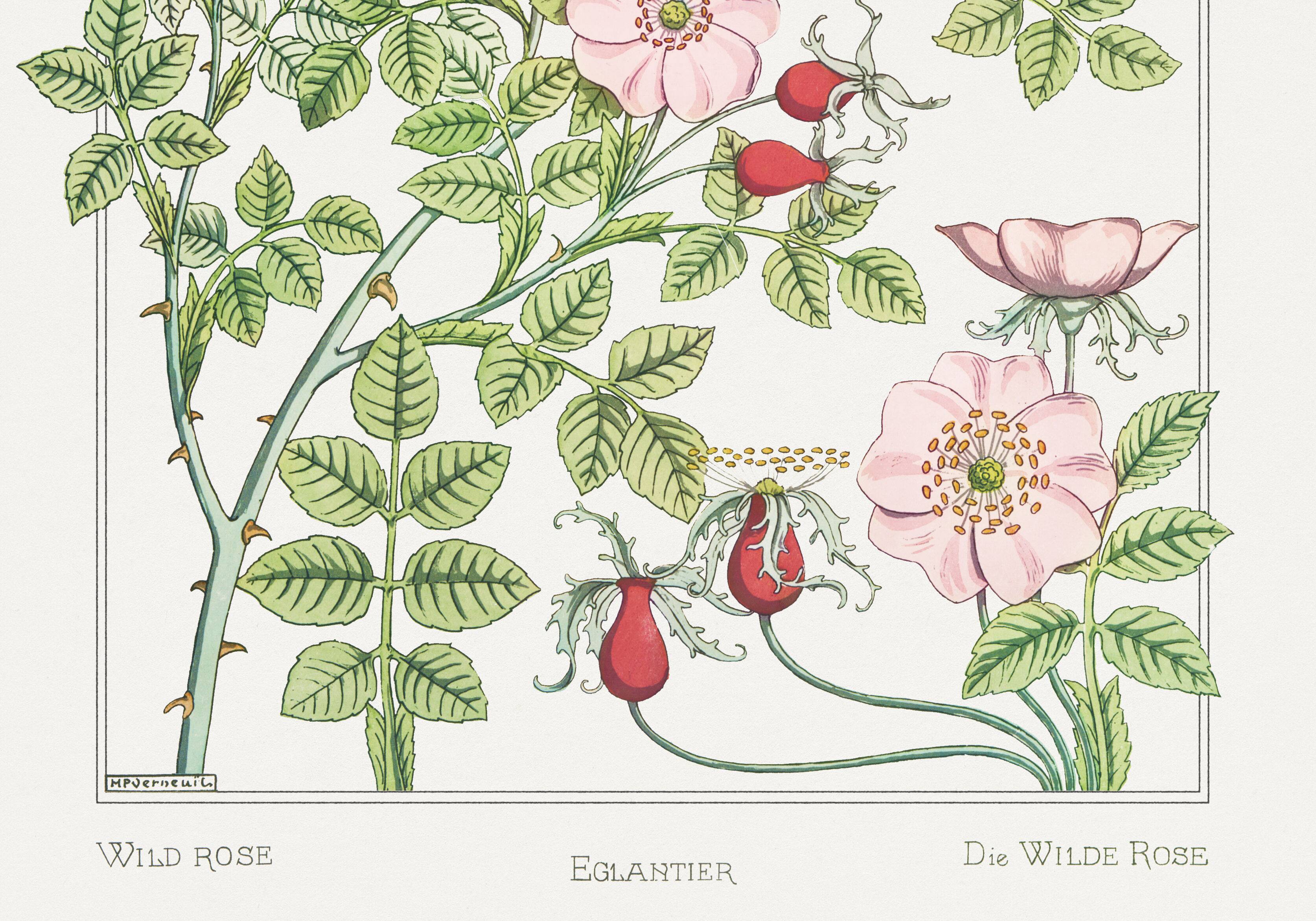 Poster “Rosehip”, after an Art Nouveau lithograph from 1897