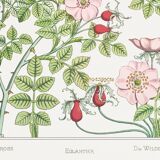 Poster “Rosehip”, after an Art Nouveau lithograph from 1897