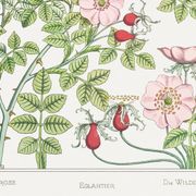 Poster “Rosehip”, after an Art Nouveau lithograph from 1897
