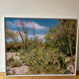 Photo American cactus LA box
