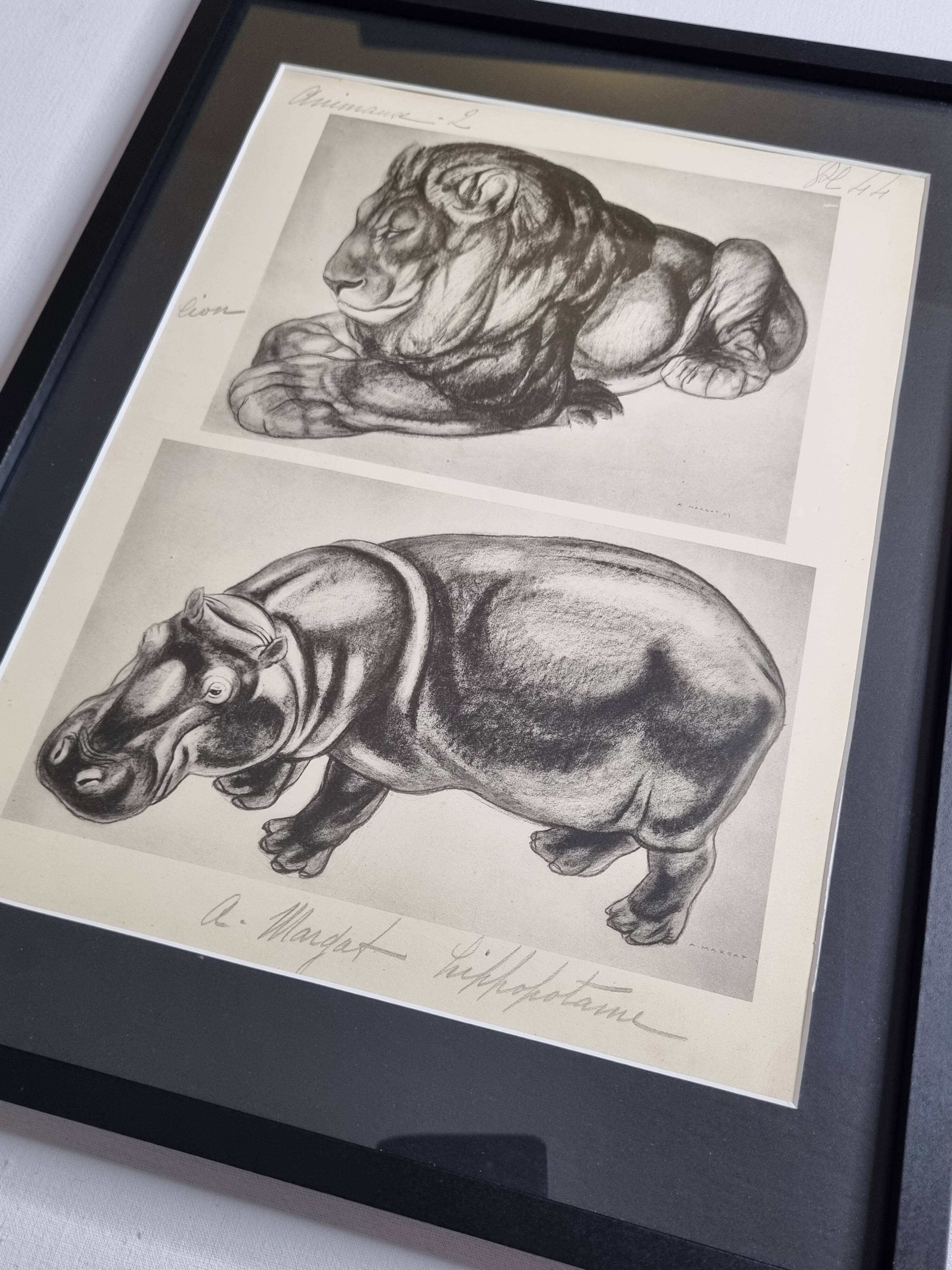 Illustrated plate, Studies of a lion and a hippopotamus, signed A. Margat, 1930