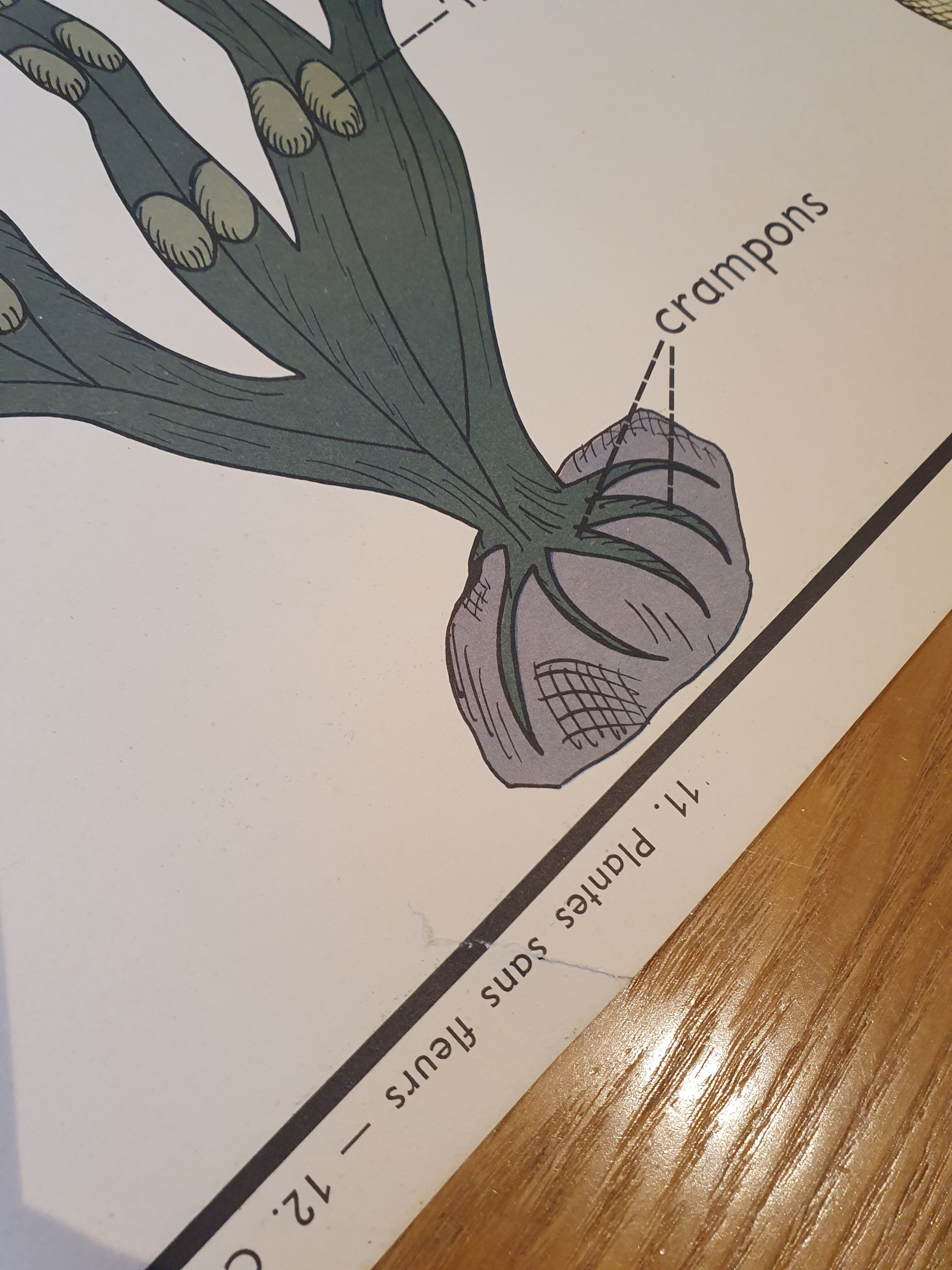 Rossignol school poster