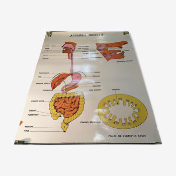 Anatomy School Poster - Vintage