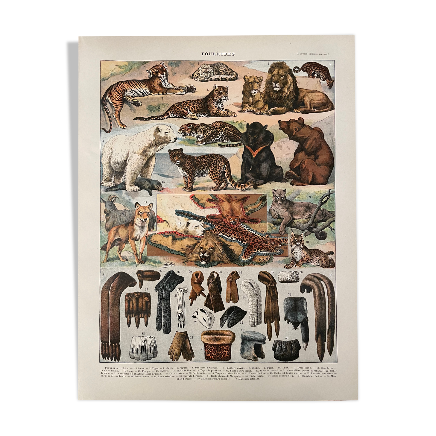 Lithograph engraving on furs from 1907 (lion)