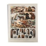 Lithograph engraving on furs from 1907 (lion)