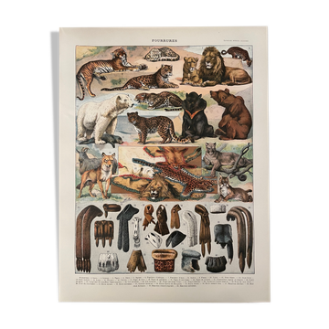Lithograph engraving on furs from 1907 (lion)