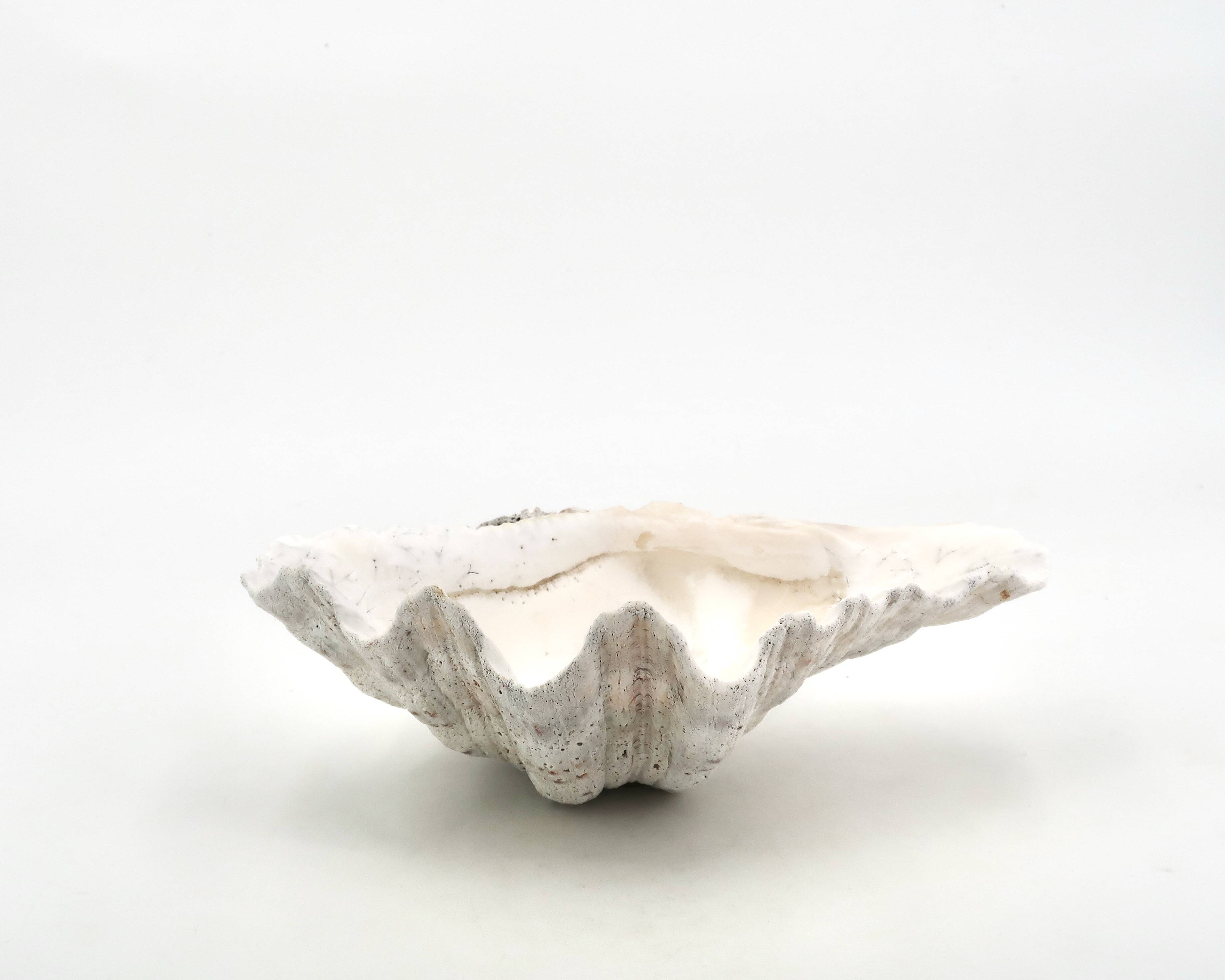 Natural white shell dish, 1970s.