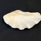 Grand vide-poches coquillage Bénitier naturel années 70 curiosités