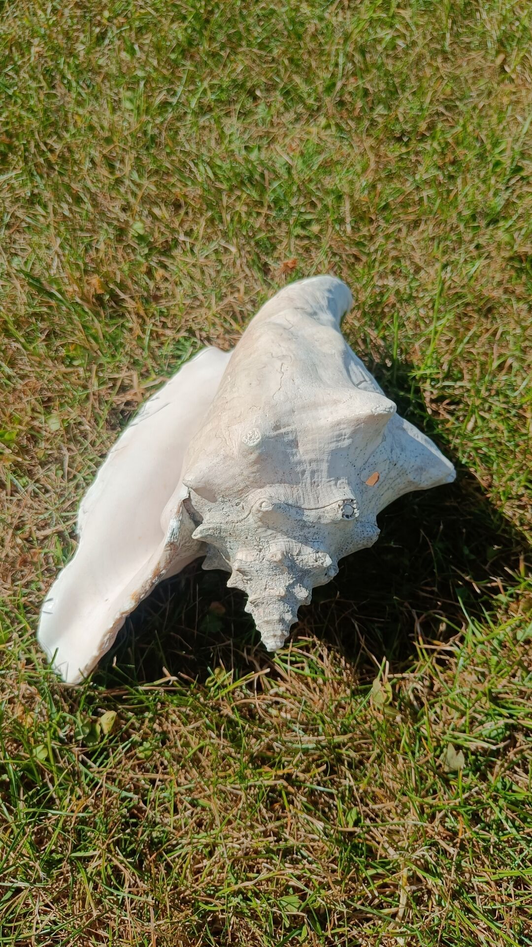 Conque marine blanche légèrement rosée