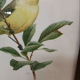 Lithograph hippolais icterina vintage bird (19x27cm)