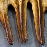 Mid-century italian wooden sun mirror, 1950s