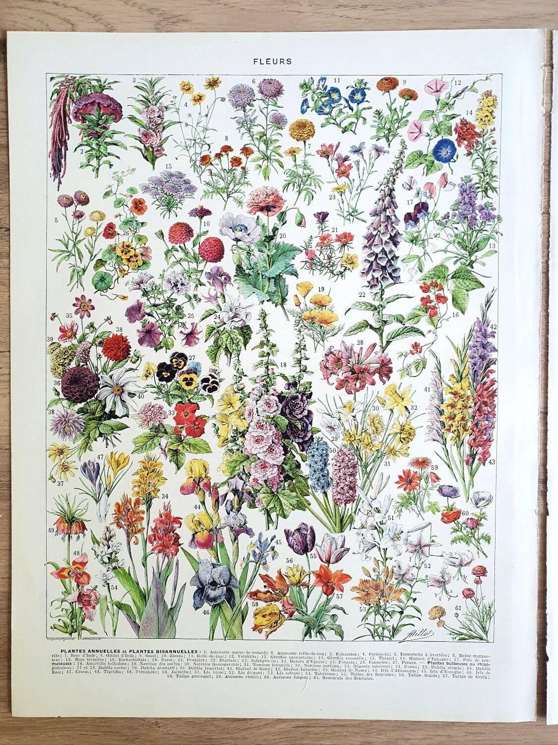 Duo de planches botaniques fleurs