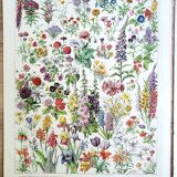 Duo de planches botaniques fleurs