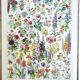 Duo de planches botaniques fleurs