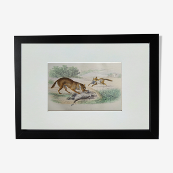 Planche zoologique originale " loup & renard " - buffon 1938