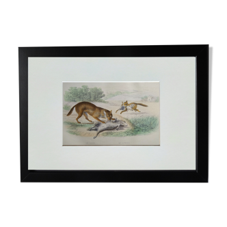 Original zoological plate " wolf & fox " - buffon 1938