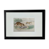 Original zoological plate " wolf & fox " - buffon 1938