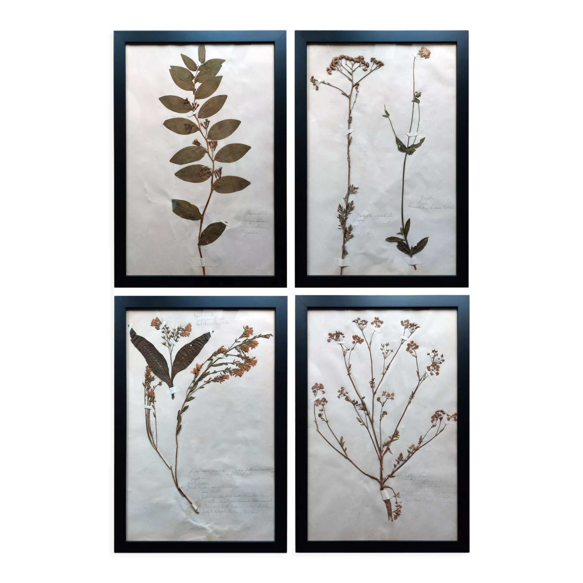 Old Herbarium 1894 four framed plates