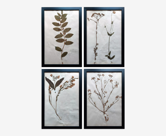 Herbier ancien 1894 quatre planches encadrées