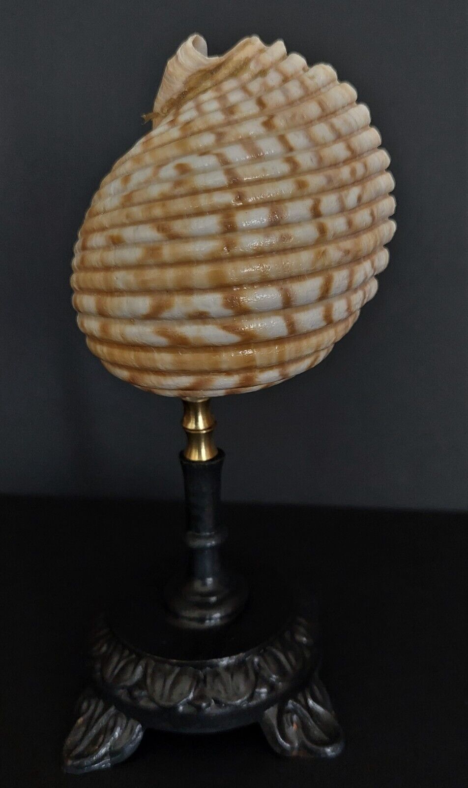 Cabinet of curiosities shell tonna luteostoma on base