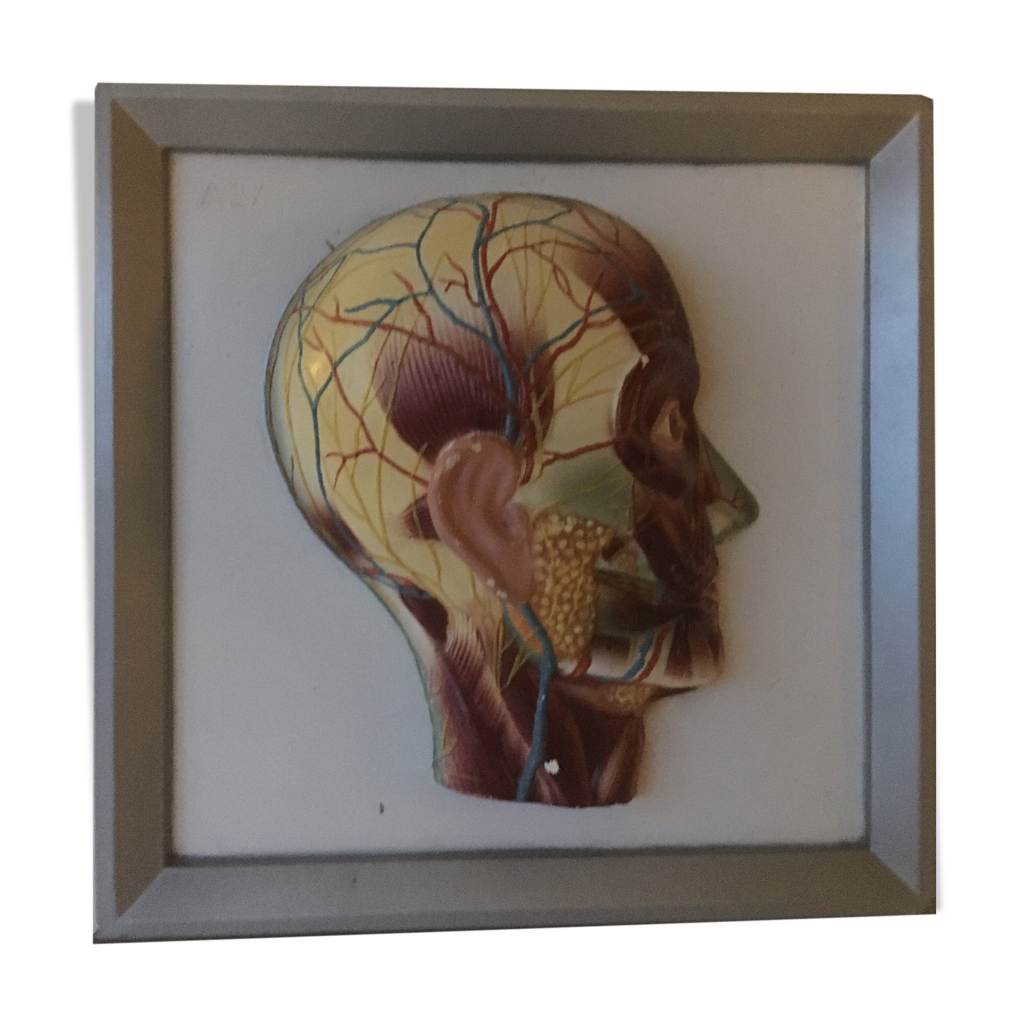 Vintagev skinned head