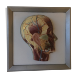 Vintagev skinned head